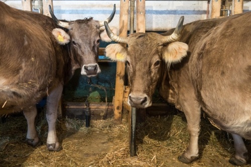 Thanks to their farmer, Milena and Rahel still have their horns. (Susan Misicka, swissinfo.ch)
